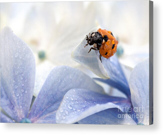 Ladybug Acrylic Print featuring the photograph Ladybug by Nailia Schwarz