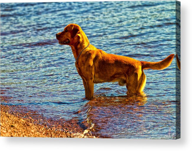 Lake Acrylic Print featuring the photograph Lake Superior Puppy by Linda Tiepelman