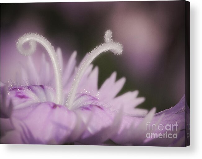 Macro Lavender Flower Acrylic Print featuring the photograph Lavender by David Waldrop