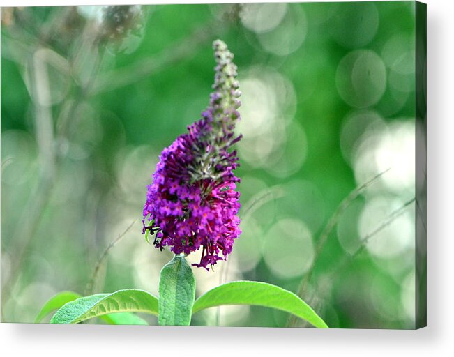 Hyacinth Acrylic Print featuring the photograph Lazy Day... by Tanya Tanski