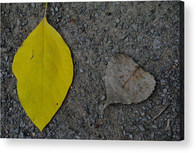 Leaf Acrylic Print featuring the photograph Leaf yellow and grey by Jeffrey Platt