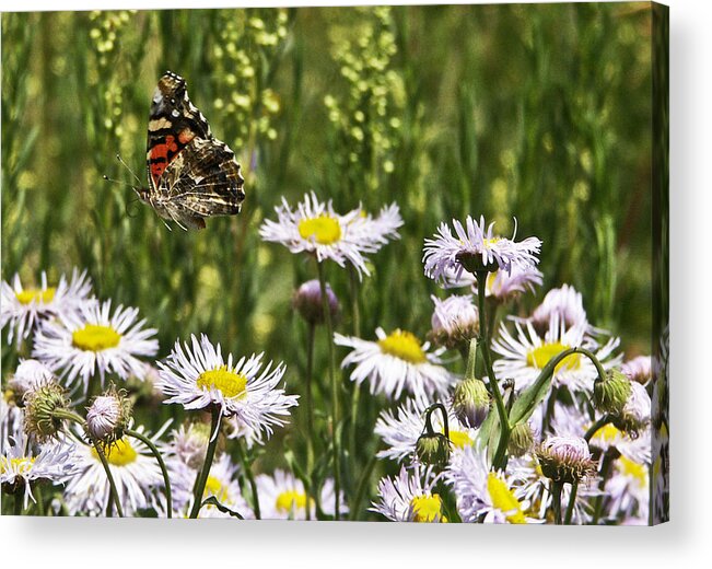 Butterfly Acrylic Print featuring the photograph Leap Of Faith by John and Julie Black