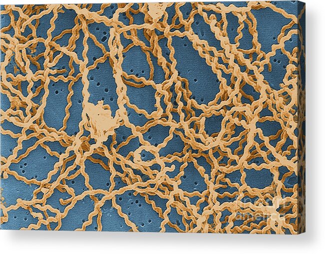 Spirochete Acrylic Print featuring the photograph Leptospira by Science Source