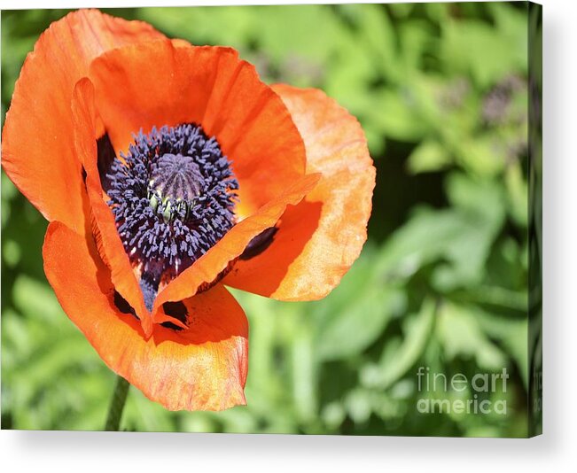 Poppy Acrylic Print featuring the photograph Let Spring Begin by Traci Cottingham