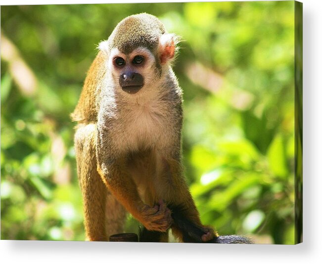 Zoo Acrylic Print featuring the photograph Let's Monkey Around by John Handfield