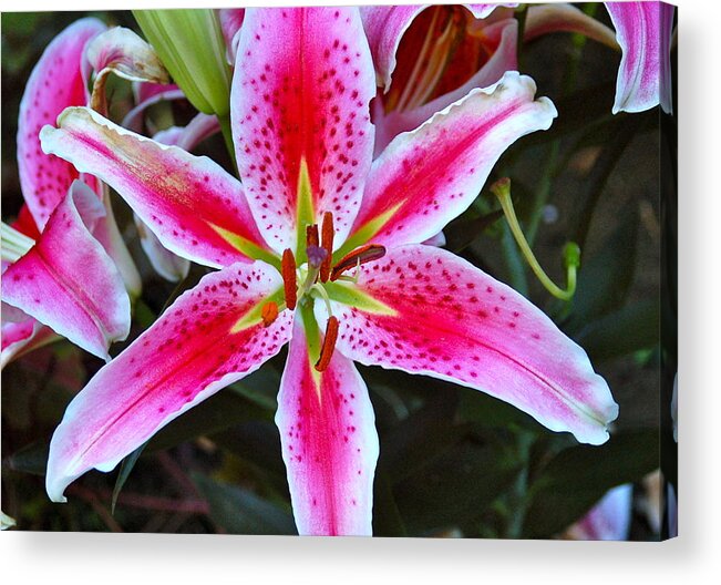 Lily Acrylic Print featuring the photograph Lily by Christine Tobolski
