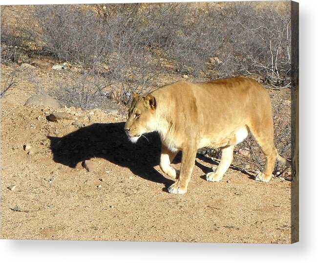 Lion Acrylic Print featuring the photograph Lioness prowl by Kim Galluzzo