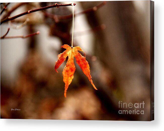 Leaves Acrylic Print featuring the photograph Lone leaf by Yumi Johnson