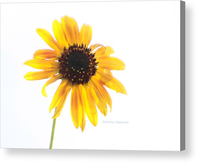 Sunflower Acrylic Print featuring the photograph Lost in the Sun by Kristy Jeppson