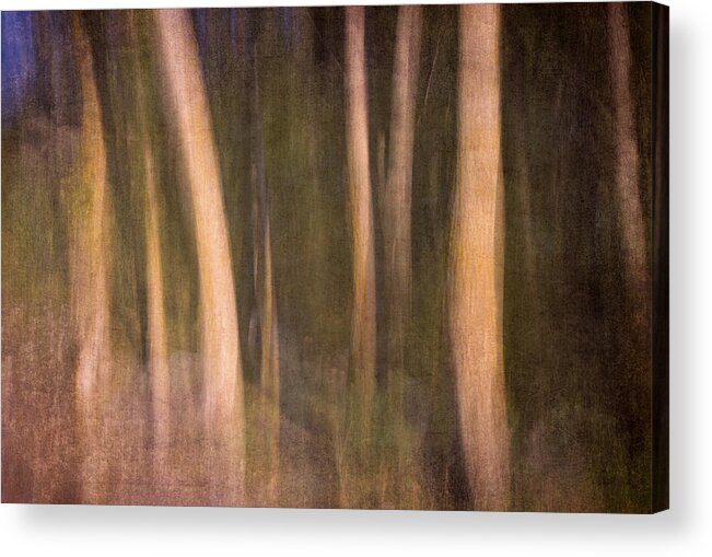 Landscapes Acrylic Print featuring the photograph Magical wood by Guido Montanes Castillo