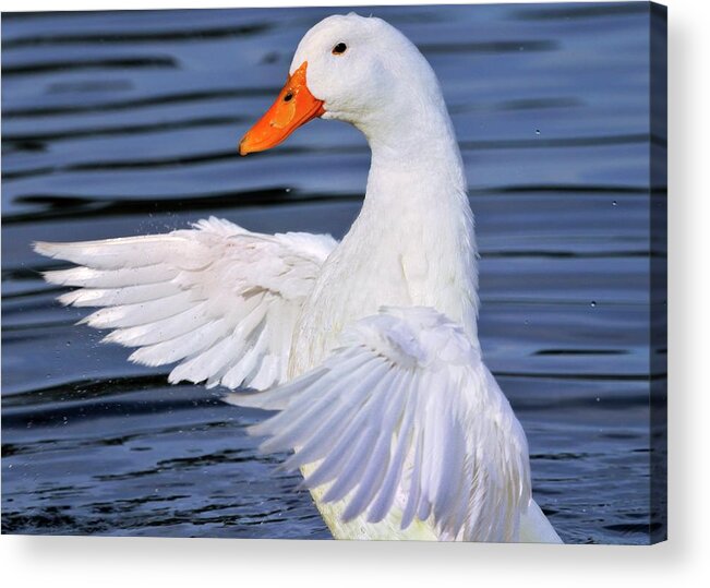 White Acrylic Print featuring the photograph Make a joyful noise by Bill Dodsworth