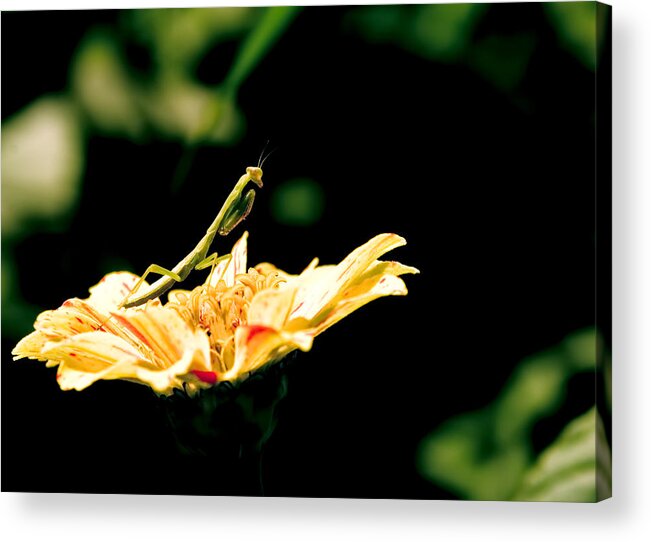 Insects Acrylic Print featuring the photograph Mantis by Kevin Duke