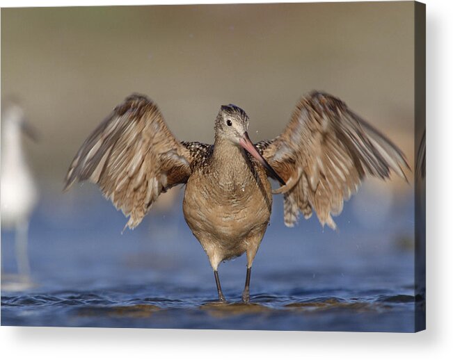 00171504 Acrylic Print featuring the photograph Marbled Godwit Stretching Its Wings by Tim Fitzharris