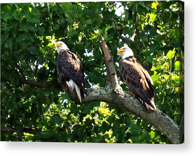 Eagles Mating Acrylic Print featuring the photograph Mating Pair by Randall Branham