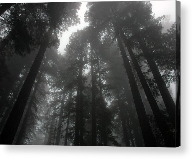 Trees Acrylic Print featuring the photograph Mighty Redwoods by Jonathan Schreiber