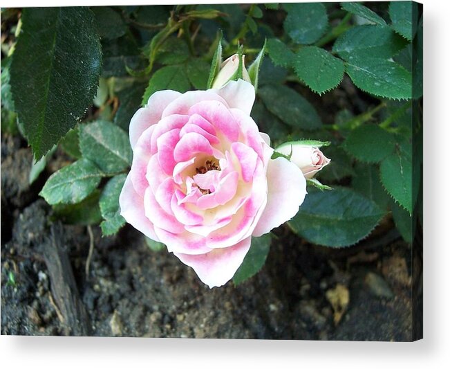 Rose Acrylic Print featuring the photograph Miniature Rose by Michelle Miron-Rebbe