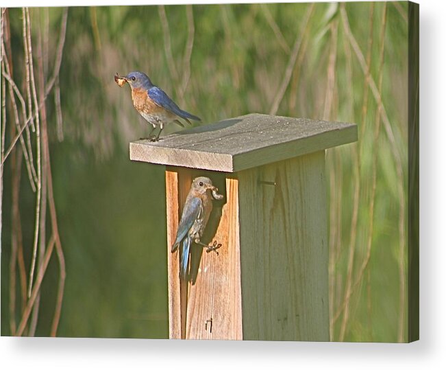 Bluebirds Acrylic Print featuring the photograph Mom and Dad Bluebird Bringing Home Lunch by Jeanne Juhos