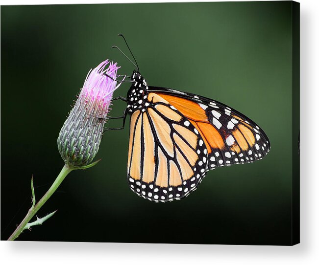 Monarch Acrylic Print featuring the photograph Monarch Butterfly by Dale Kincaid
