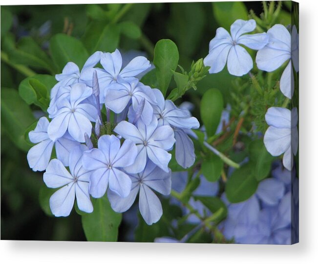 Flowers Acrylic Print featuring the photograph Morning Blues by John Glass