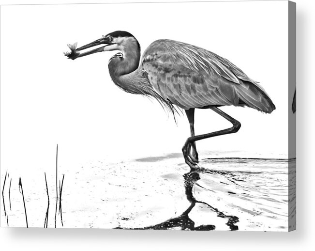 Great Blue Heron Acrylic Print featuring the photograph Morning Catch by Don Durfee