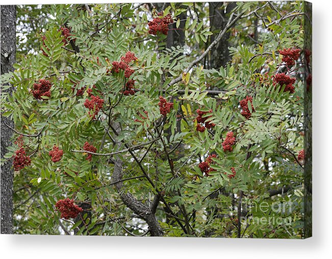 West Virginia Acrylic Print featuring the photograph Mountain Ash by Randy Bodkins