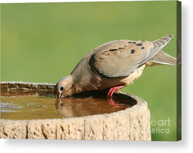 Nature Acrylic Print featuring the photograph Mourning Dove by Jack R Brock