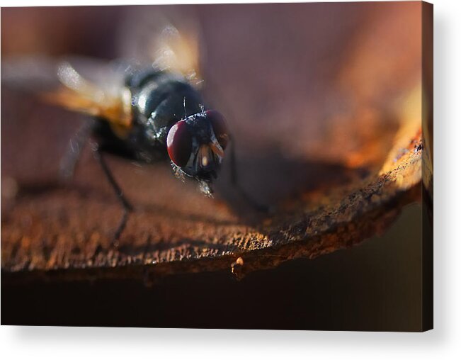 Nature Acrylic Print featuring the photograph My My My Little Fly by Sue Capuano