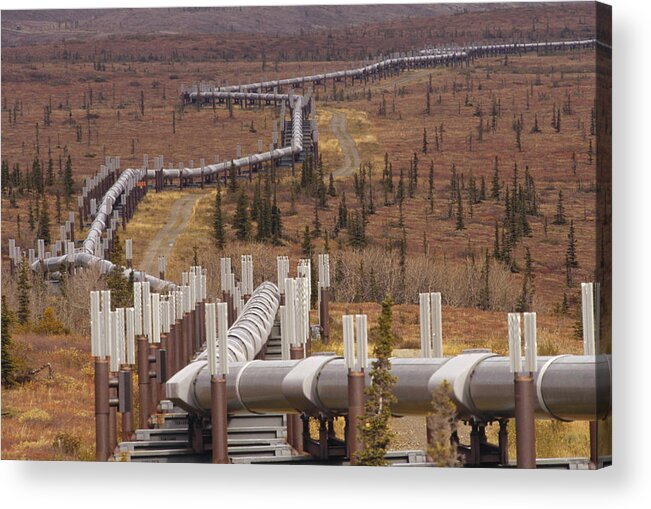 Mp Acrylic Print featuring the photograph Oil Pipeline Crossing Taiga, Alaska by Gerry Ellis