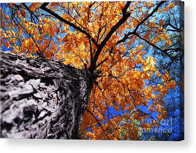 Tree Acrylic Print featuring the photograph Old elm tree in the fall by Elena Elisseeva