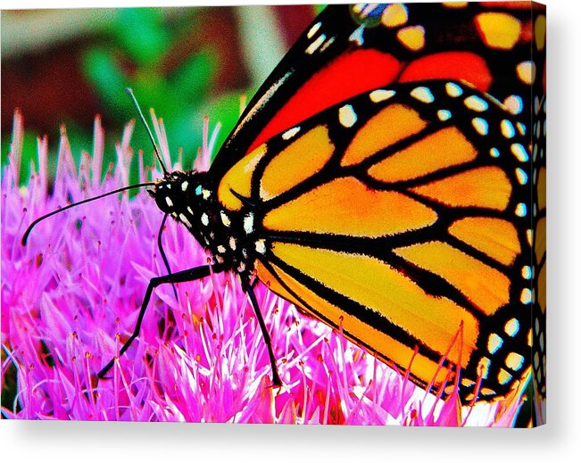 Nature Acrylic Print featuring the photograph Orange by Chris Berry