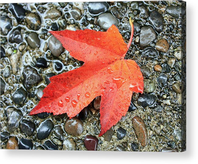 Fall Acrylic Print featuring the photograph Orange Leaf by Gerry Bates