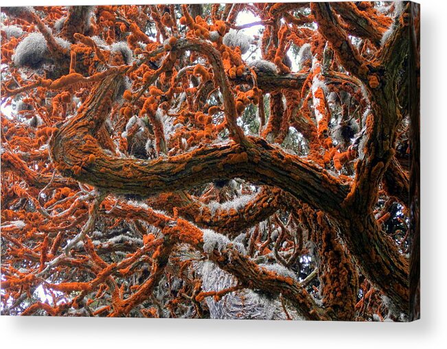 Tree Acrylic Print featuring the photograph Orange Lichen and Moss by Carla Parris