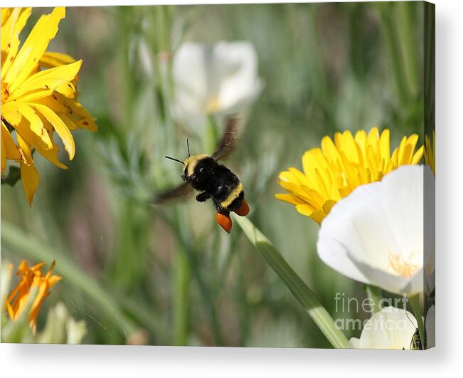 Bee Acrylic Print featuring the photograph Orange Saddlebags by Erica Hanel