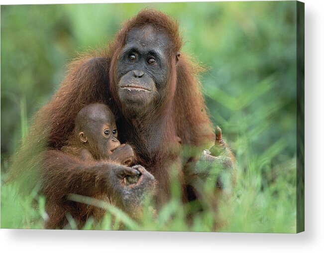 Mp Acrylic Print featuring the photograph Orangutan Pongo Pygmaeus Mother by Konrad Wothe