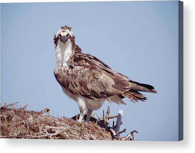 00170079 Acrylic Print featuring the photograph Osprey Adult Perching On Nest Baja by Tim Fitzharris