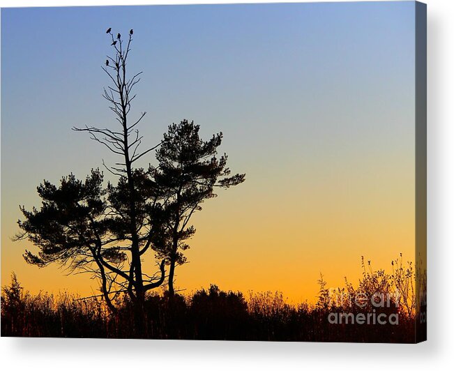 Tree Acrylic Print featuring the photograph Out on a Limb by Davandra Cribbie