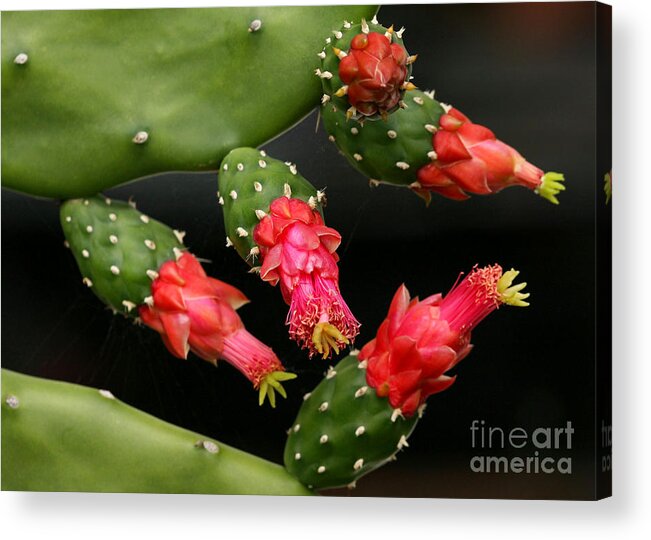 Art Acrylic Print featuring the photograph Paddle Cactus Flowers by Sabrina L Ryan