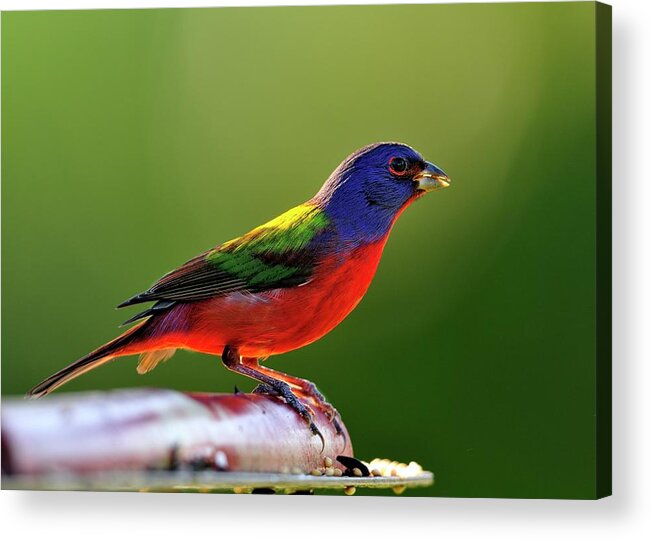 Painted Acrylic Print featuring the photograph Painting Color by Bill Dodsworth