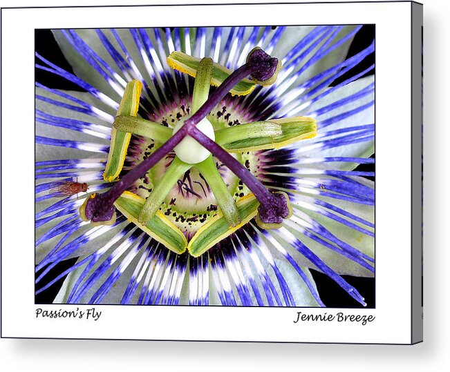 Passion Flower Acrylic Print featuring the photograph Passion's Fly by Jennie Breeze