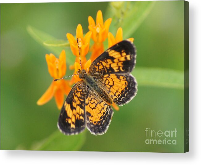 Pearl Crescent Butterfly Acrylic Print featuring the photograph Pearl Crescent on Butterfly Weed Flowers 2 by Robert E Alter Reflections of Infinity LLC