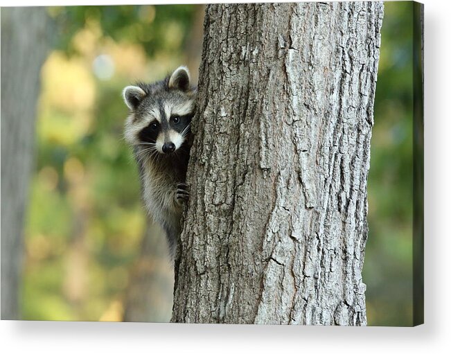 Nature Acrylic Print featuring the photograph Peek-a-boo by Duane Cross