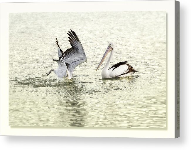 Birds Acrylic Print featuring the photograph Pelican Dive 01 by Kevin Chippindall
