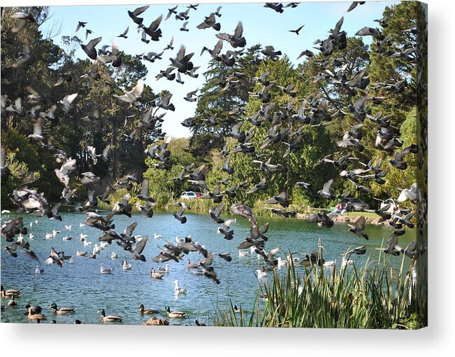 Pigeons Acrylic Print featuring the photograph Pigeons at Stow Lake by Nimmi Solomon