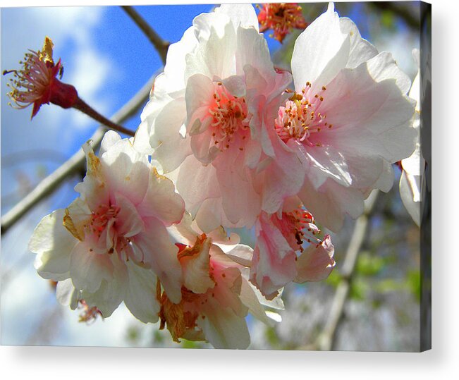 Cherry Blossoms Acrylic Print featuring the photograph Pink Cherry Blossoms by Kim Galluzzo