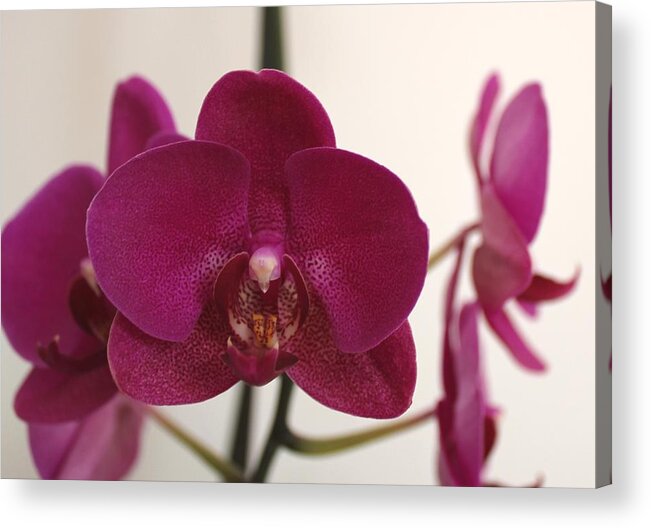 Pink Orchid Acrylic Print featuring the painting Pink Phalaenopsis Orchid by Georgeta Blanaru