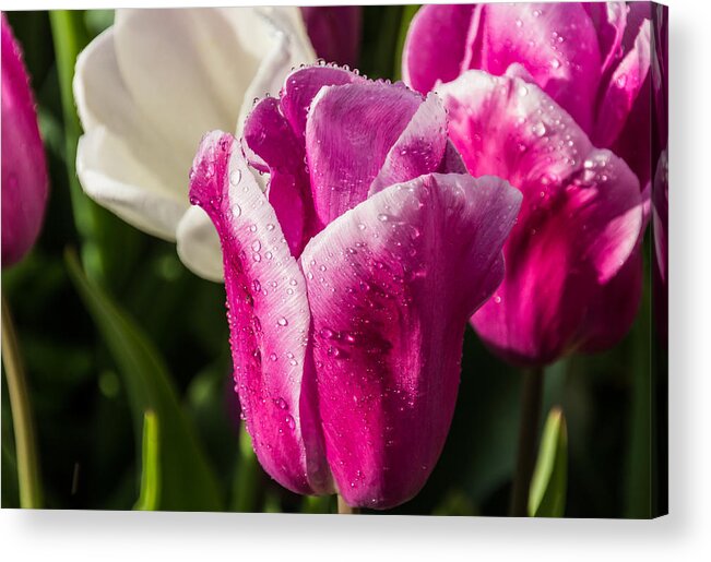 Tulip Acrylic Print featuring the photograph Pink Tulip by David Gleeson