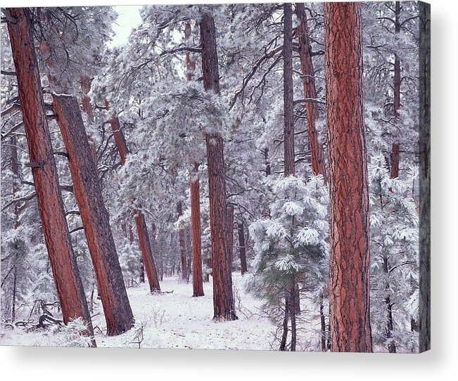 00172992 Acrylic Print featuring the photograph Ponderosa Pine Trees With Snow Grand by Tim Fitzharris