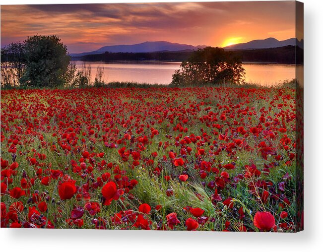 Lake Acrylic Print featuring the photograph Poppies by Guido Montanes Castillo