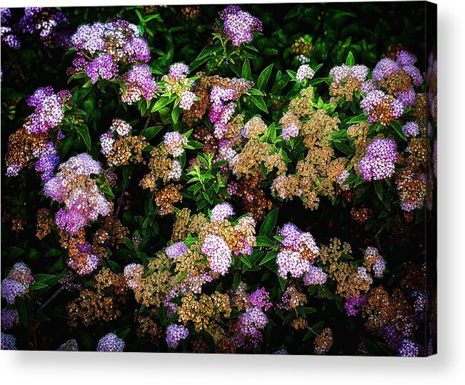 Flowers Acrylic Print featuring the photograph Poppin Floral Bush by Bill and Linda Tiepelman