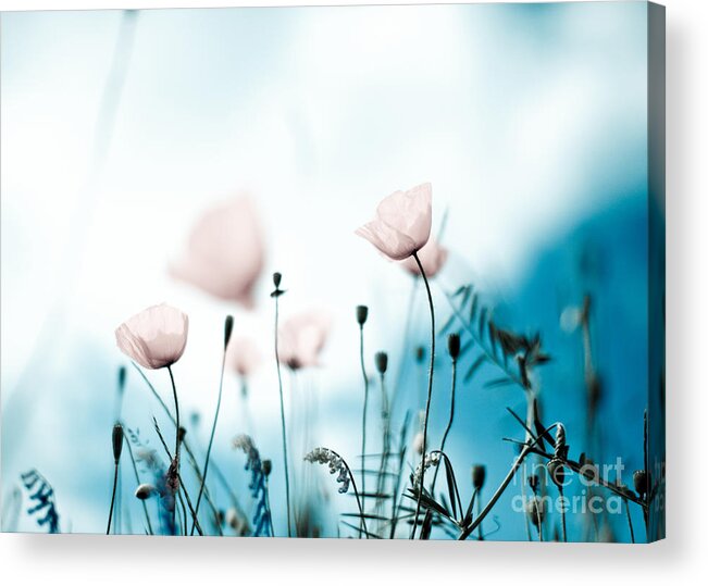 Poppy Acrylic Print featuring the photograph Poppy Flowers 11 by Nailia Schwarz